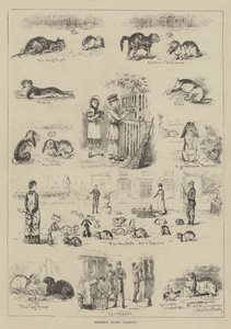 Amador Rabbit Farming